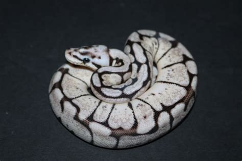 Zebra Bee Ball Python by Wards World Of Reptile Propagation