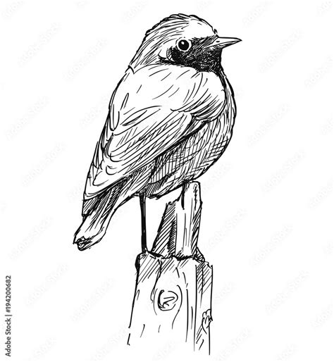 Vector artistic pen and ink hand drawing of small bird common redstart ...