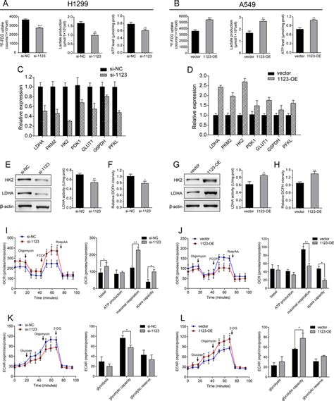 Linc01123 Promotes Tumor Growth And Aerobic Glycolysis In Vivo A A549 Download Scientific