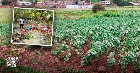 Jun N Granizada Lluvias Y Huaicos Echaron A Perder Hect Reas De