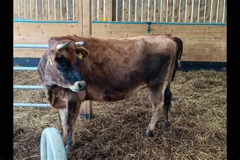 2 Organic Jersey In-Calf Dairy, Breeding Cows | SellMyLivestock - The ...