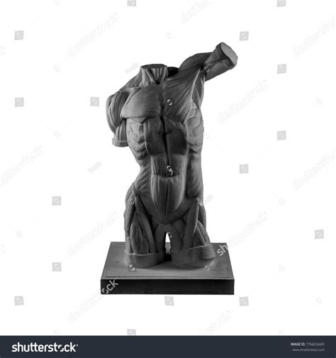 Plaster Statue Naked Man Torso Anatomical Stock Photo 776826685 Shutterstock