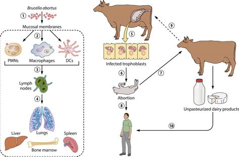 Overview Of Brucella Abortus Creative Diagnostics