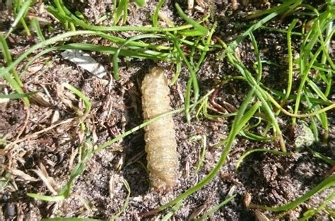 Engerlingen In Je Gazon Dit Doe Je Ertegen Gazon Tuinieren Planten