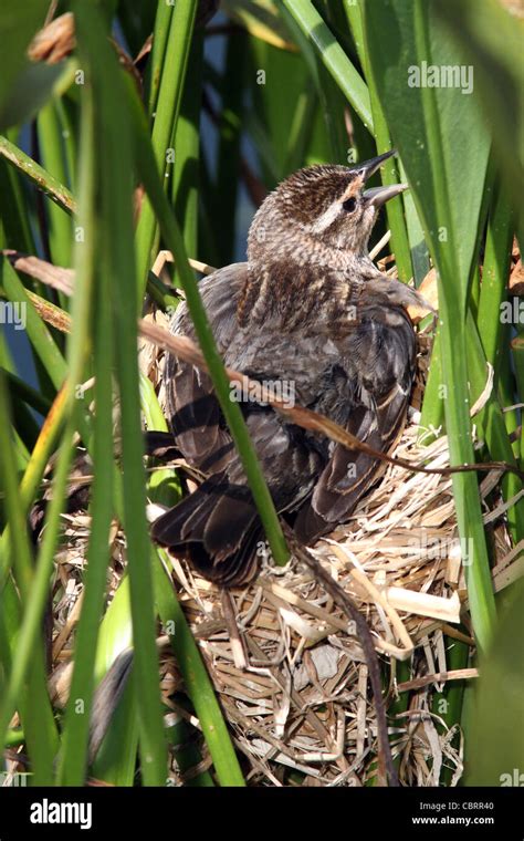 Red-winged Blackbird nest Stock Photo - Alamy