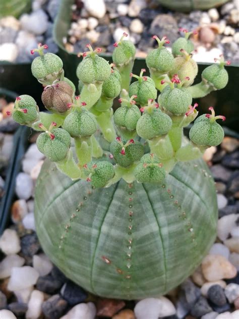 Euphorbia Obesa Baseball Plant World Of Succulents