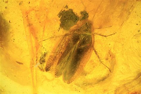 Large Fossil Cockroach (Blattoidea) In Baltic Amber - Rare! For Sale ...