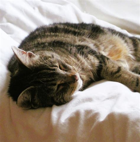A cat is sleeping peacefully on white bedding. photo – Free Cat Image