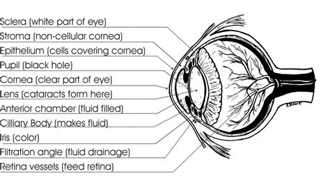 Pet Eye Disease, Dog Eye Anatomy And Structure - Guide - Safarivet