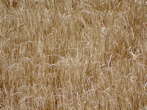 Free Images Tree Nature Field Farm Grain Prairie Rural Crop