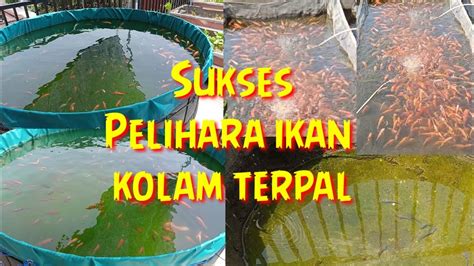 Pelihara Ikan Dengan Kolam Terpal Pelihara Ikan Nila Dan Lele Youtube