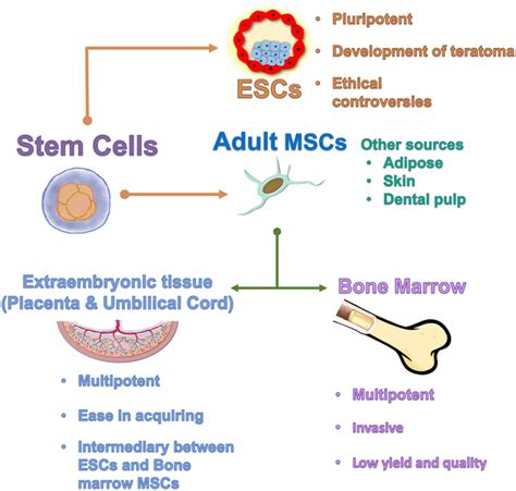 Schematic Representation Of Various Sources Of Mscs In A Human Term