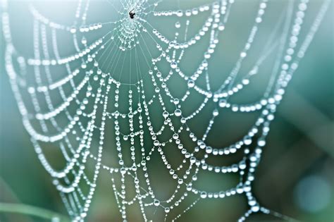 Premium Photo A Detailed View Of A Spider Web Glistening With Water