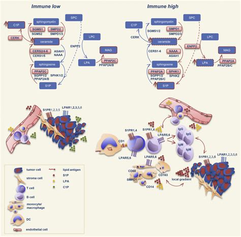 Interrelations Of Sphingolipid And Lysophosphatidate Signaling With