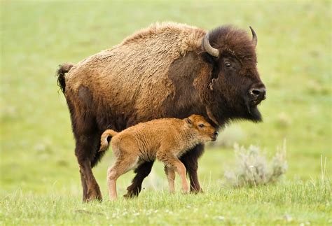 How Defenders Supporters Helped Pave A Bright Future For Plains Bison