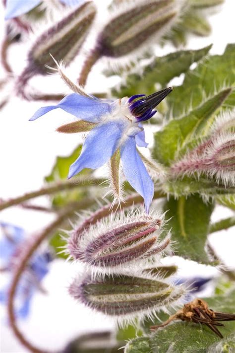 Borage Flower Isolated White Background Stock Photos Free