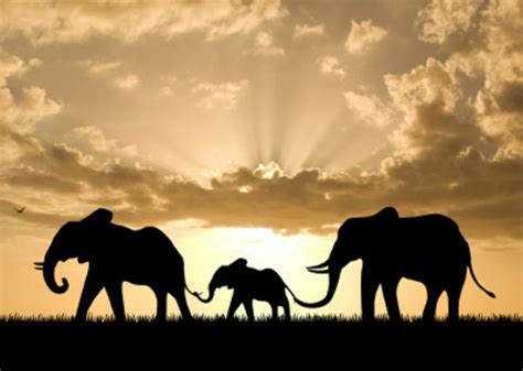 elephant family - Elephants Fan Art (34541629) - Fanpop