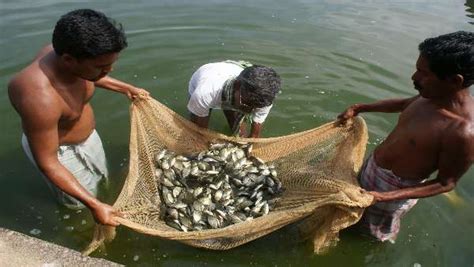 जलकृषि या मत्स्य पालन क्षेत्र में अनंत संभावनाएं सबलोग