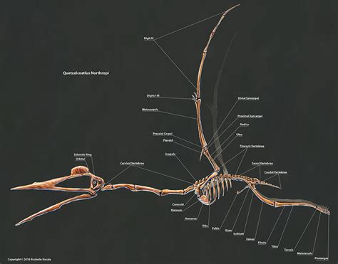 Rushelle Kucala - Quetzalcoatlus Northropi Skeletal Study