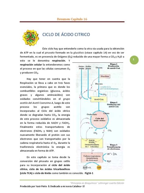 Pdf Ciclo De Cido Citrico Resumen Dokumen Tips