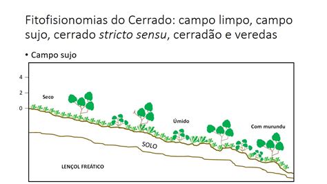 Cbf Aula Fisionomias Campo Limpo Campo Sujo Cerrado Stricto