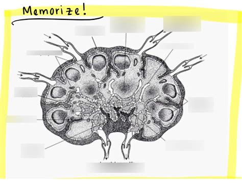 Lecture 9 - The Lymphoid System Diagram | Quizlet