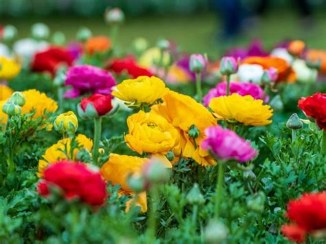 ranunculus varieties   garden gardening