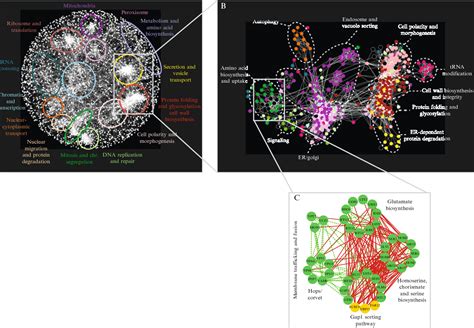 Figure From Synthetic Genetic Array Sga Analysis In Saccharomyces