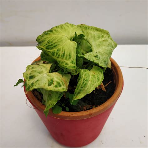 Syngonium Podophyllum Batik Nursery Buy