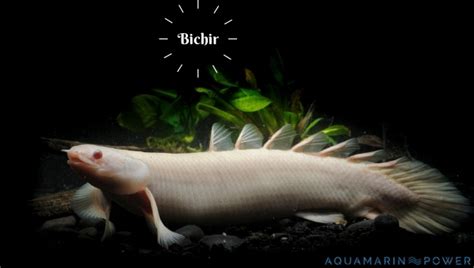 Bichir Ultimate Care Guide: Tankmates, Breeding, Diet, Types & All |2024