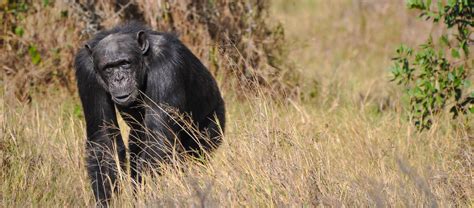 Kenya Big Five Safari Days Aberdare Samburu Ol Pejeta Lake