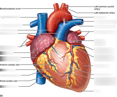 Heart - Anterior View Diagram | Quizlet