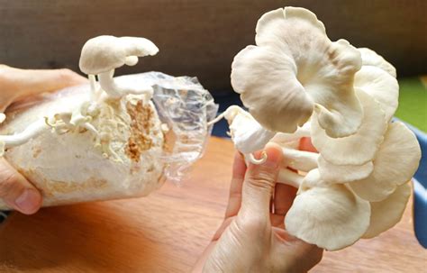 The Beginner S Guide To Harvesting Mushrooms GroCycle