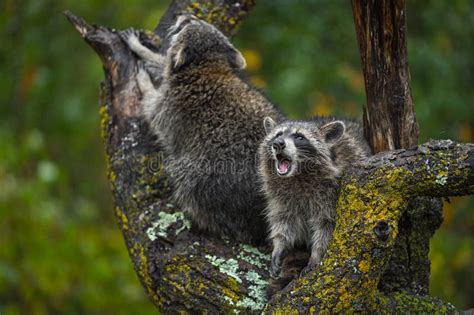 Le Lotor De Procyon De Ratons Laveurs Pleure De L Arbre En Automne De