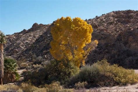 12 Arizona Native Trees to Plant Today