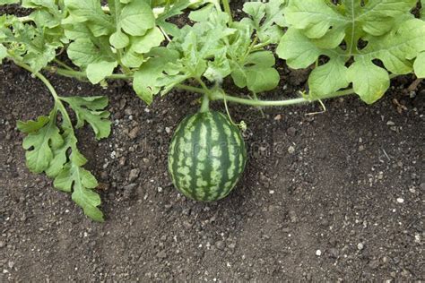 Watermelon plant stock image. Image of food, sweet, leaf - 17145555