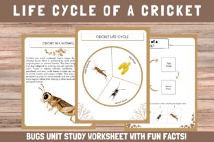 Life Cycle Of A Cricket Insects Bug Graphic By DigiGrove Creative