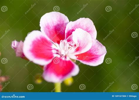 Flor Rosa Pelargonio Cerca Rose Geranium Flor Rosa Con Tiras Violetas