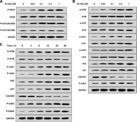 Effect Of Sc Iii3 On Dna Damage And Atmatr Pathways A Hepg2 Cells