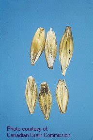 Province Of Manitoba Agriculture Scouting And Control Of Fusarium