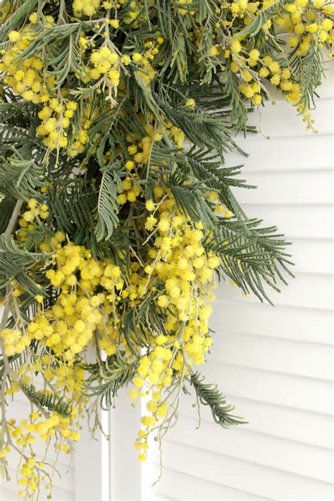 Fresh Acacia Flowers - 5-8 stems - DIY Wedding | Showers | Event | Hol ...