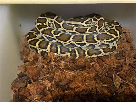 Normal Burmese Burmese Python By Disturbed Reptiles Morphmarket