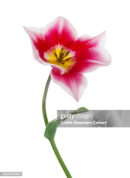 38 Long Stem Tulips Stock Photos, High-Res Pictures, and Images - Getty ...