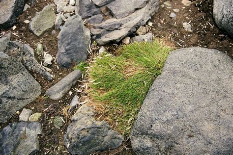 Climate Change In Antarctica Has Given Rise To Blooming Flowers