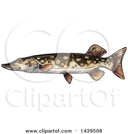 Clipart Of A Sketched And Colored Pike Fish Royalty Free Vector