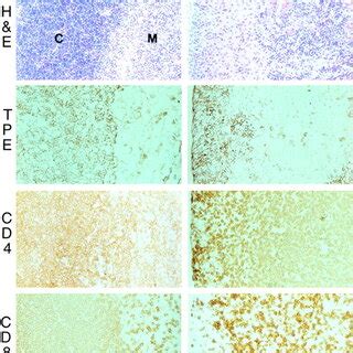 Giemsa Staining Of Tibial Longitudinal Sections From Control And