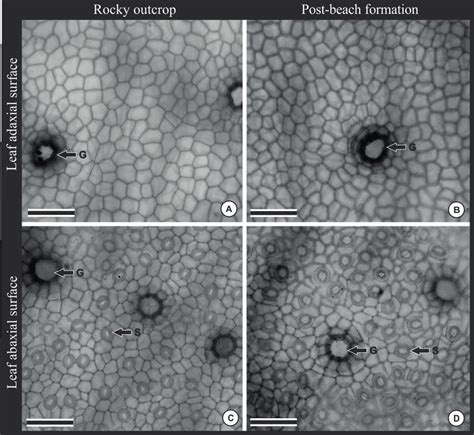 A D Frontal View Of The Adaxial And Abaxial Surfaces Of Leaves Of