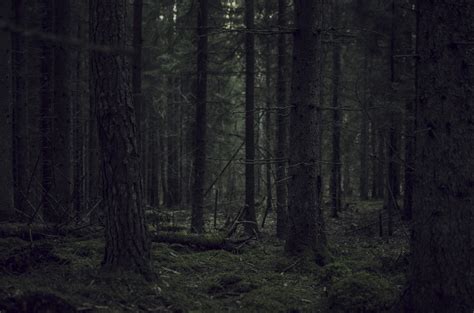 Land Trunk Plant Spooky Forest Non Urban Scene Tranquil Scene