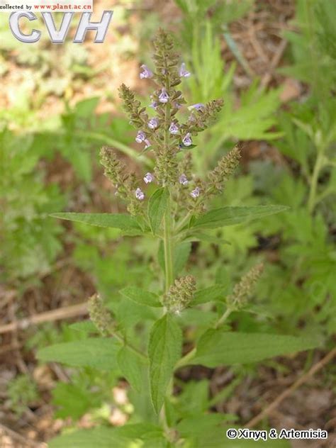 Salvia Plebeia R Br