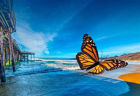 Pismo Beach & Monarch Butterfly Grove - Best Tours & Travel